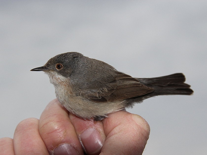 Subalpine Warbler, Sundre 20120427